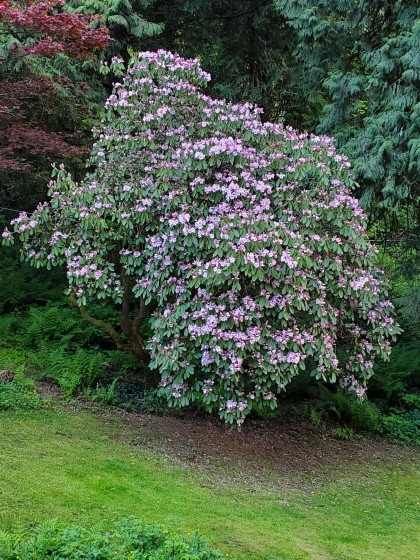 Photo 25 at 25855 112 Avenue, Thornhill MR, Maple Ridge