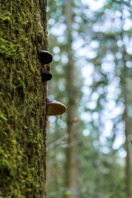 Photo 28 at 13800 236 Street, Silver Valley, Maple Ridge