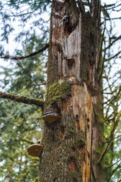 Photo 31 at 13800 236 Street, Silver Valley, Maple Ridge