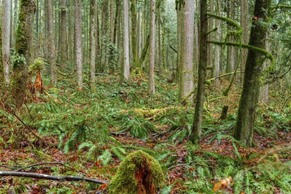 Photo 8 at 13800 236 Street, Silver Valley, Maple Ridge