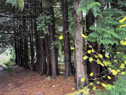 Photo 6 at 1791 Langan Avenue, Central Pt Coquitlam, Port Coquitlam