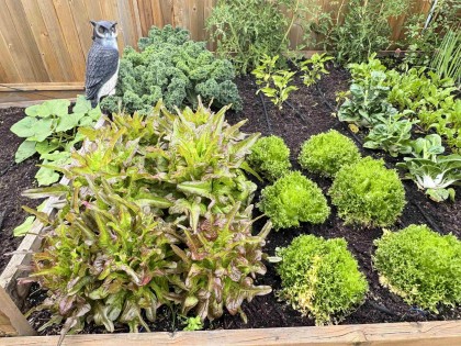 Photo 21 at 12437 202 Street, Northwest Maple Ridge, Maple Ridge