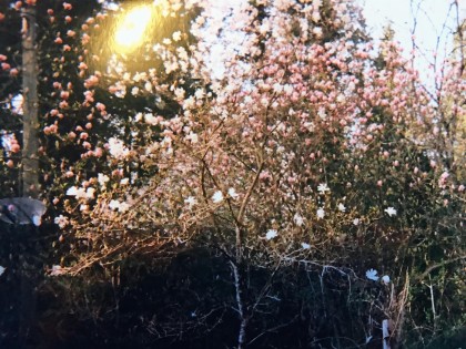 Photo 22 at 36161 Ridgeview Road, Dewdney Deroche, Mission