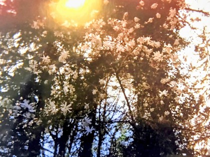 Photo 24 at 36161 Ridgeview Road, Dewdney Deroche, Mission