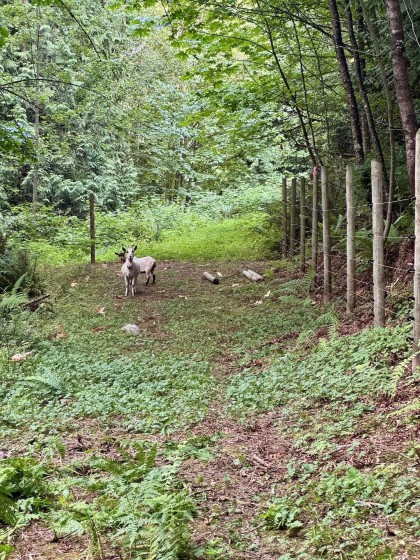 Photo 40 at 10160 Rolley Crescent, Thornhill MR, Maple Ridge