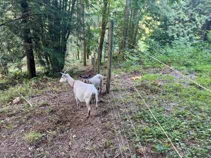 Photo 39 at 10160 Rolley Crescent, Thornhill MR, Maple Ridge