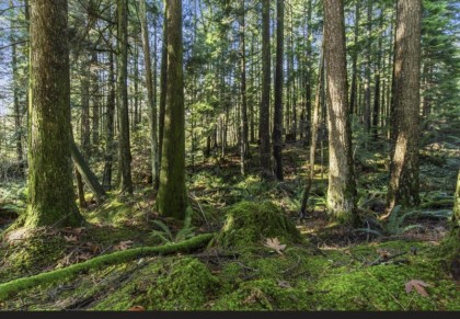 Photo 6 at 30317 Berg Avenue, Stave Falls, Mission