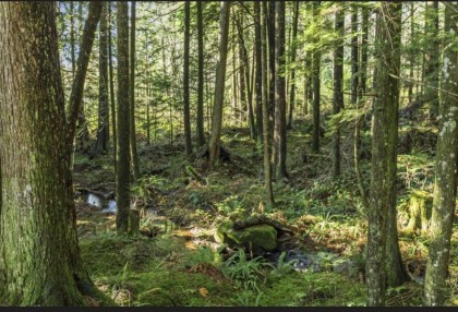 Photo 5 at 30317 Berg Avenue, Stave Falls, Mission