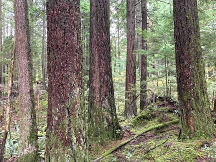 Photo 37 at 30317 Berg Avenue, Stave Falls, Mission