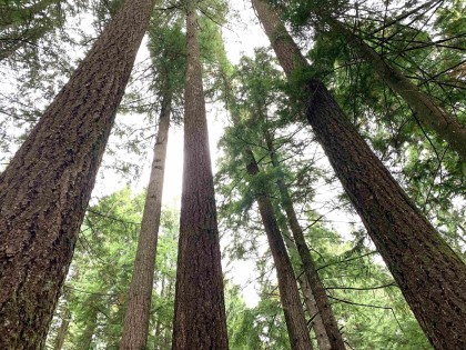 Photo 39 at 30317 Berg Avenue, Stave Falls, Mission