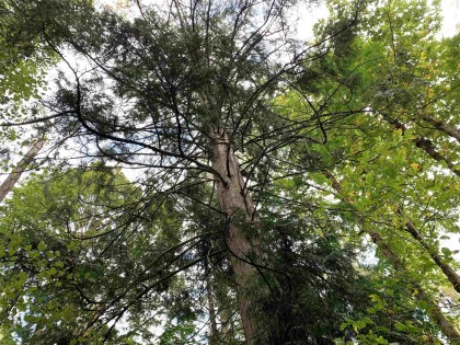 Photo 17 at 29933 Anderson Avenue, Mission-West, Mission