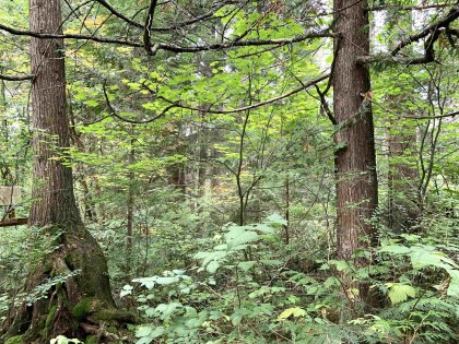 Photo 15 at 29933 Anderson Avenue, Mission-West, Mission