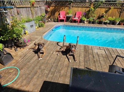 Photo 37 at 1265 Lynwood Avenue, Oxford Heights, Port Coquitlam