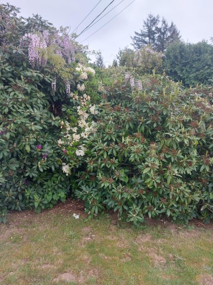 Photo 34 at 7566 Dunsmuir Street, Mission BC, Mission