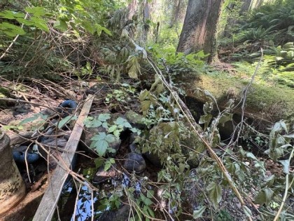 Photo 12 at 14202 Marc Road, Silver Valley, Maple Ridge