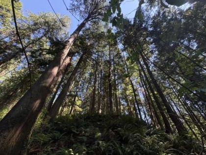 Photo 11 at 14202 Marc Road, Silver Valley, Maple Ridge
