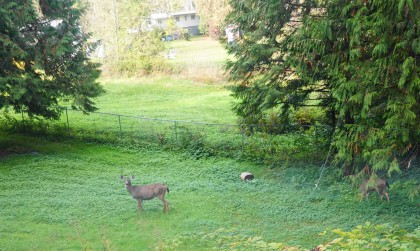 Photo 24 at 25855 112 Avenue, Thornhill MR, Maple Ridge
